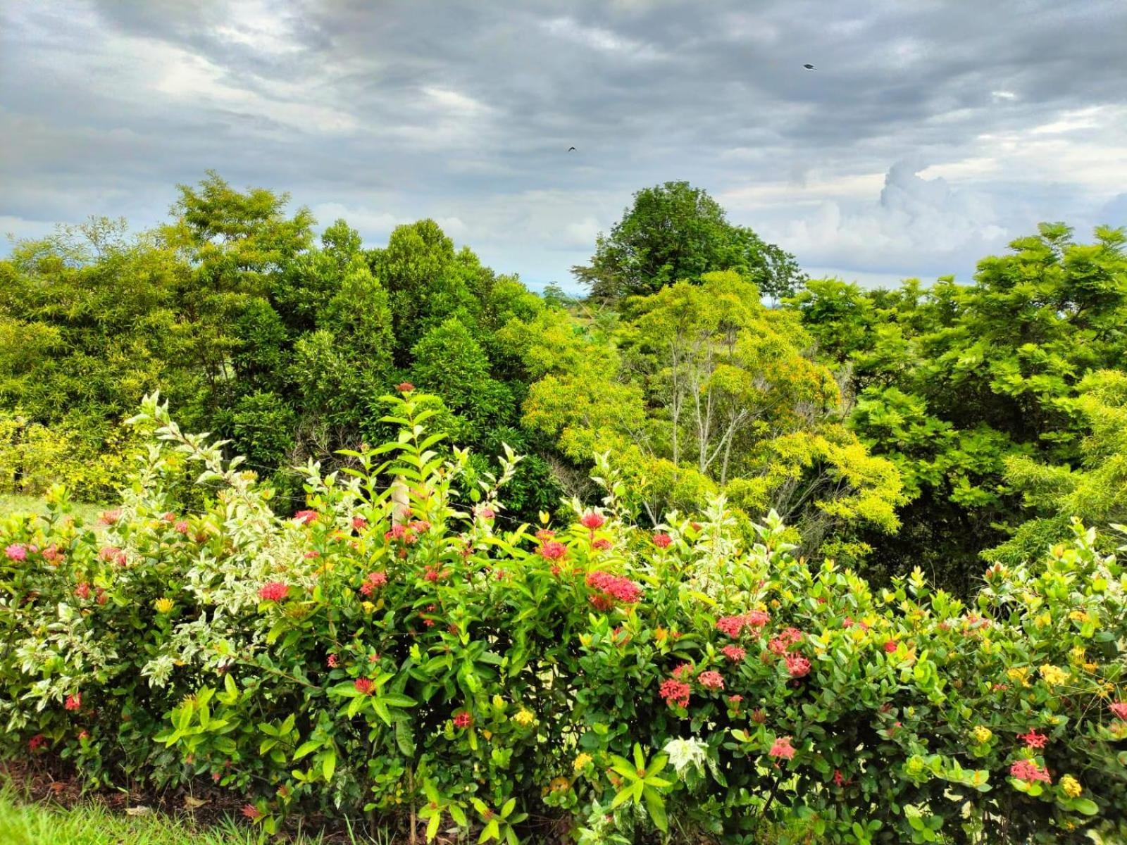 Hotel Arboreo Doradal ภายนอก รูปภาพ
